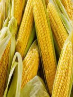Corn 6 Pec - Best Price in Bangladesh | Shampoobd
