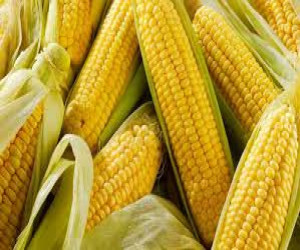 Corn 6 Pec (ভুট্টা 250 গ্রাম) - Price in Bangladesh